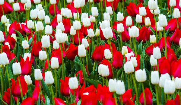 Field of tulips. red and white tulips — Stock Photo, Image