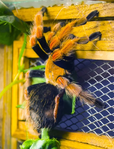 Pavouk Tarantula Mexická Červenokožecká Tarantula Suchozemská Tarantula — Stock fotografie