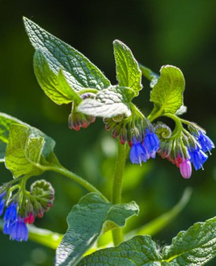 Comfrey (Symphytum officinale) organik tıpta kullanılan çiçekler