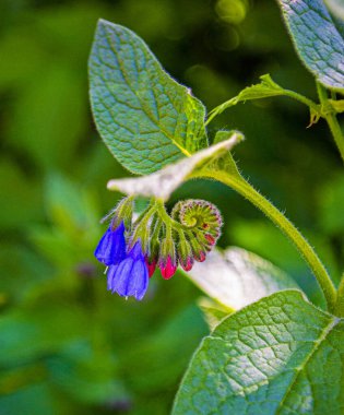 Comfrey (Symphytum officinale) flowers of a used in organic medicine.	