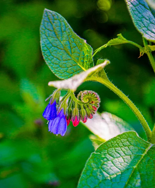 Comfrey Symphytum Officinale Flowers Used Organic Medicine — Stockfoto