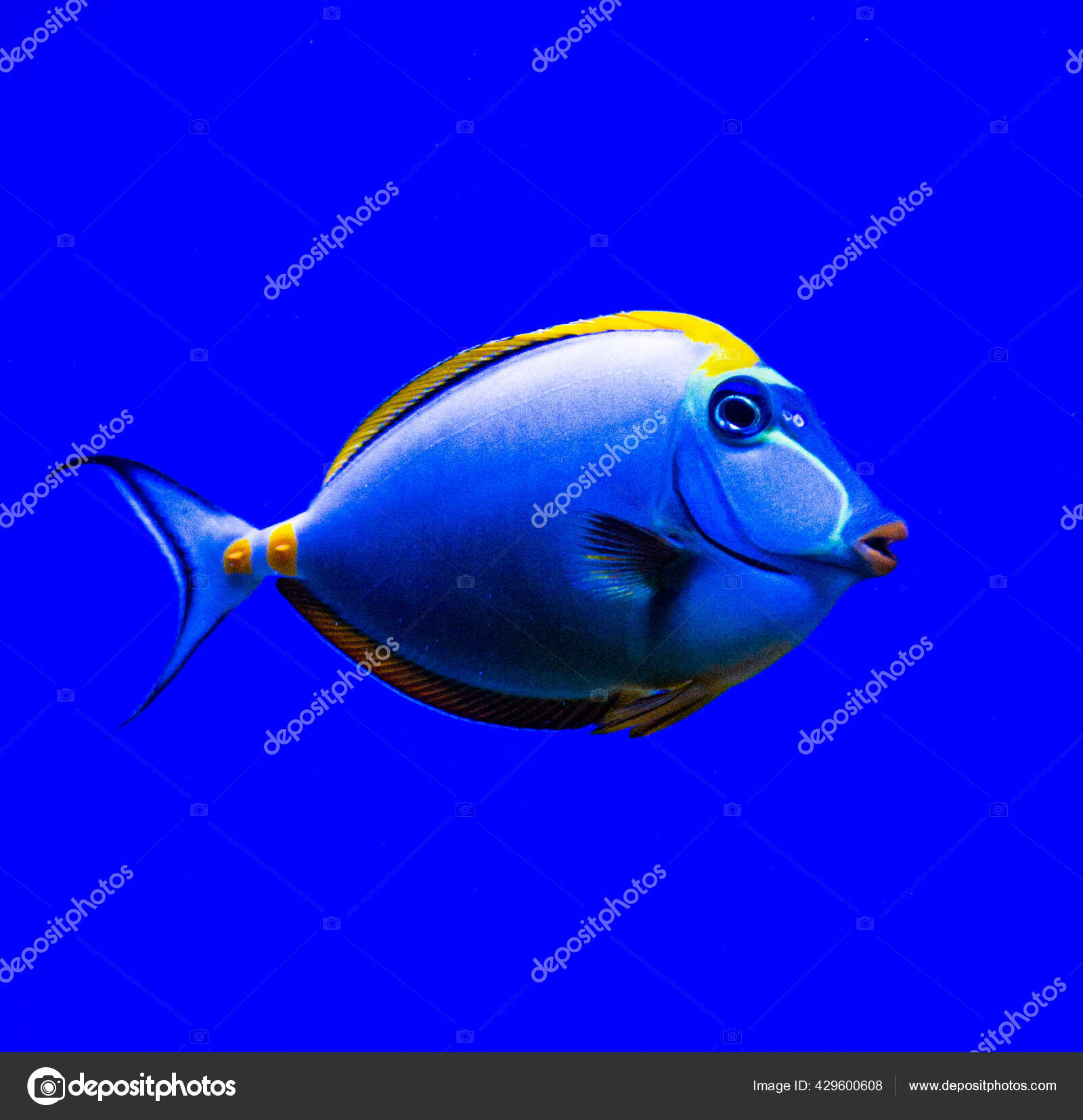 水族館魚青い背景にナソのlituratus ストック写真 C Weter777 水族館魚青い背景にナソのlituratus ストック写真 C Weter777