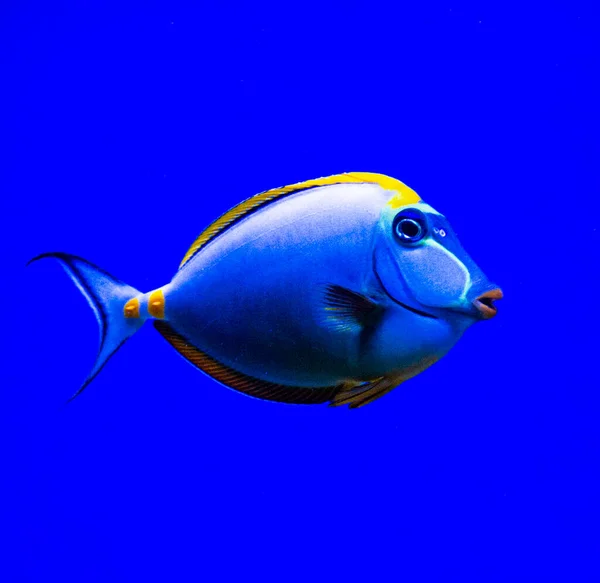 Morskie Ryby Akwariowe Naso Lituratus Niebieskim Tle — Zdjęcie stockowe