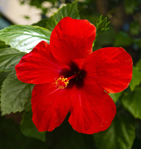 Rote Hibiskusblüte Auf Grünem Hintergrund — Stockfoto