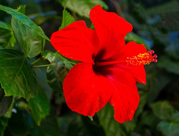 Yeşil arkaplanda kırmızı amber çiçeği