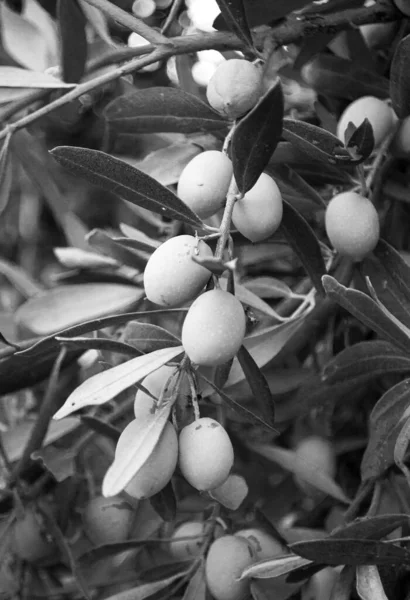 一枝橄榄树的黑白照片 — 图库照片