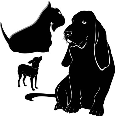 Beyaz arka planda izole edilmiş vektör basset köpeği, chihuahua ve scotch terrier.