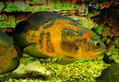 Astronotus ocellatus. Oscar balığı (Astronotus ocellatus) su altında yüzüyor
