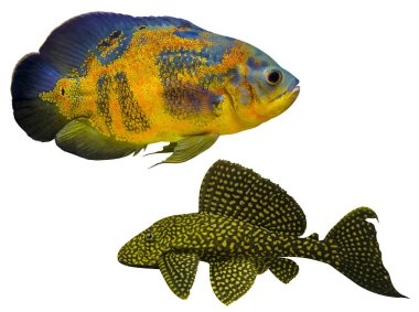 Astronotus ocellatus. Oscar balığı (Astronotus ocellatus) akvaryum balığı Sailfin Pleco su altında yüzüyor. Oscar Balığı beyaz arka planda izole edildi