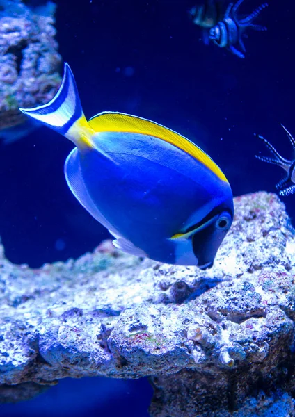 Poisson Aquarium Marin Naso Lituratus — Photo