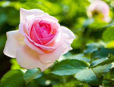 Parkta pembe gül çiçekleri