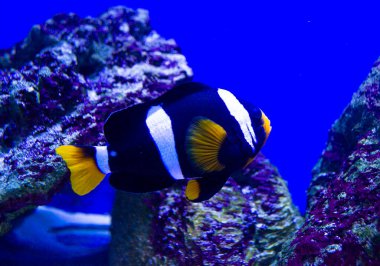 Tuzlu su akvaryumu balık nemo. Deniz altı dünyası