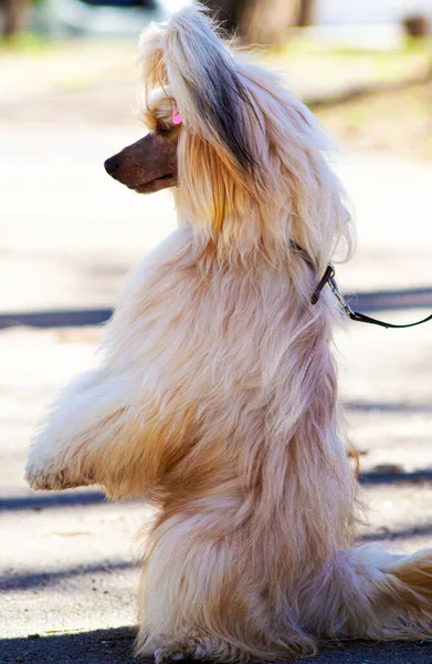 Chiński Pies Czubaty Rasy Portret — Zdjęcie stockowe