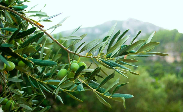 橄榄树枝条与橄榄 高山背景下的绿色橄榄树 — 图库照片