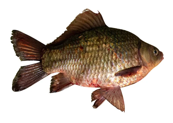배경에 분리되어 물고기 — 스톡 사진