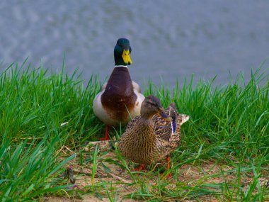 Nehir kıyısındaki çimlerde bir çift ördek.