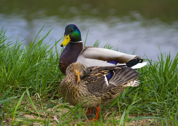 Family Couple Ducks Grass River — Stock Photo, Image