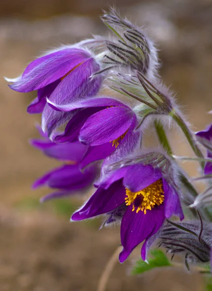 Первый Весенне Цветущий Цветок Фиолетовое Растение Трава Мечты — стоковое фото
