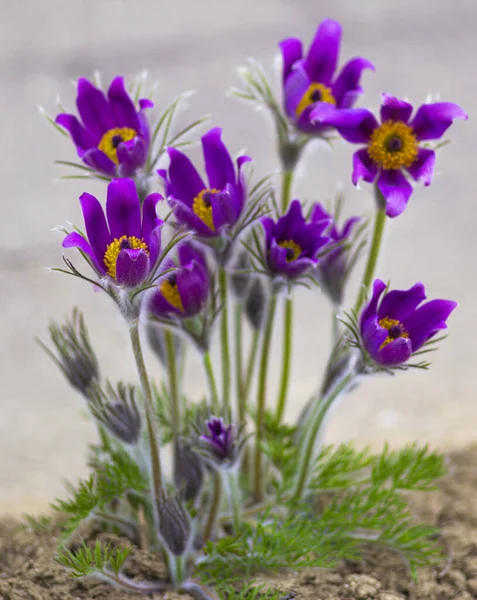 Первый Весенне Цветущий Цветок Фиолетовое Растение Трава Мечты — стоковое фото