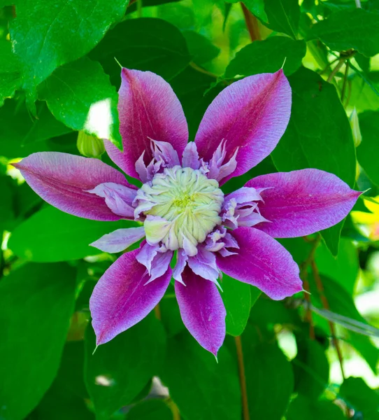 Clematis Belles Fleurs Pourpres Clématite — Photo