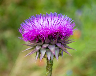 Devedikeni çiçekleri. Devedikeni çiçekleri, yakın. Silybum marianum bitkisel çaresi 