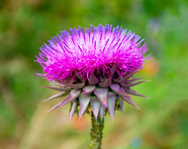 Mléčné Bodláčí Květiny Blahoslavené Mléčné Bodláčí Květiny Zavřít Silybum Marianum — Stock fotografie