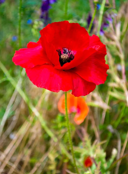 Coquelicot Pavot Rouge Sur Fond Vert — Photo