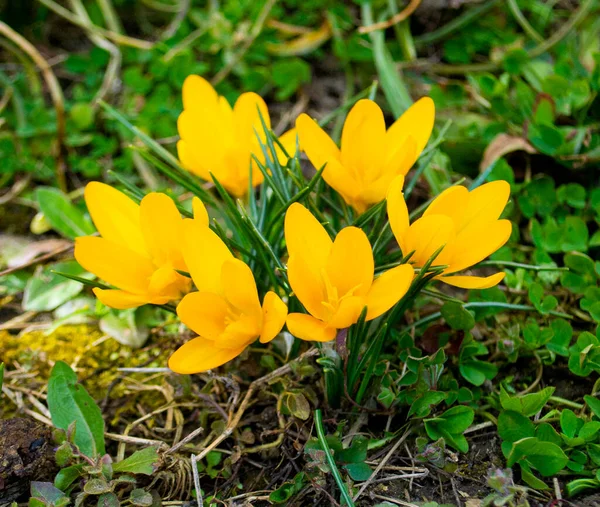 Fleurs Crocus Jaunes Dans Jardin Printemps — Photo