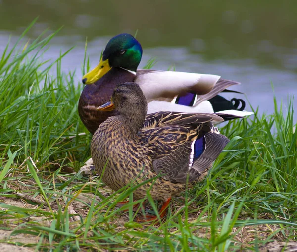 Family Couple Ducks Grass River — Stock Photo, Image