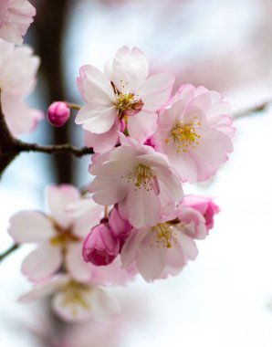 Bahar arkaplanı çiçek açıyor. Çiçeklerle dallar açıyor.