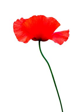 Kırmızı gelincik çiçeği beyaz arkaplanda izole edilmiş