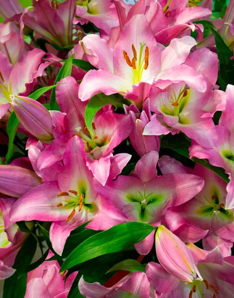 Close Bouquet Pink Lilies Natural Lilly Floral Background Texture Lily — Foto Stock