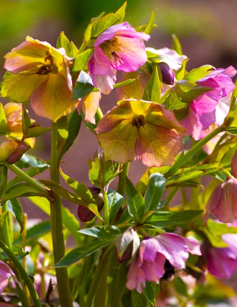 Christmas Rose Full Blooming Colourful Freshness Winter Flowering Hellebores — Stock Photo, Image