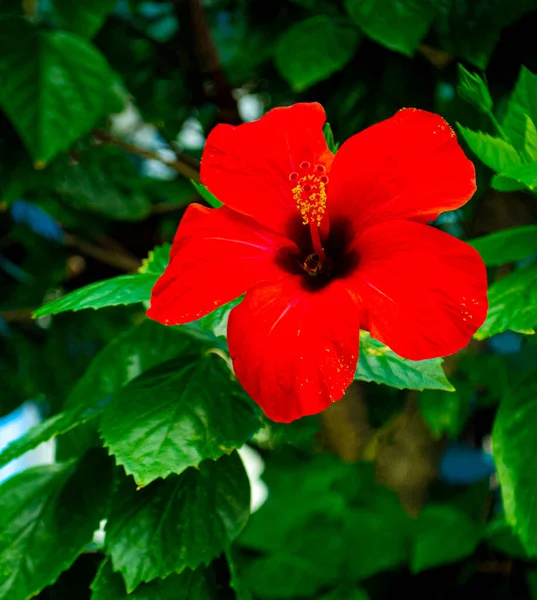 Червона Квітка Гібіскуса Зеленому Фоні — стокове фото
