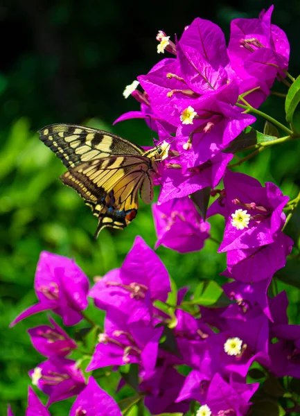 Färgglada Skönhet Papper Blommor Eller Bougainvillea Butterfly Utfodring Nektar Bougainvillea — Stockfoto