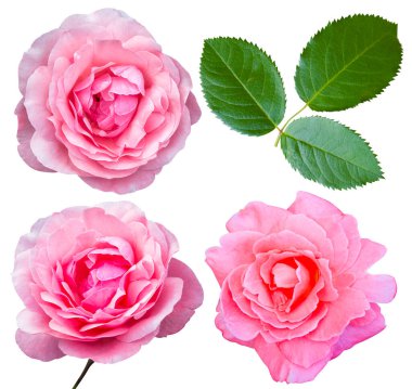 Çiçekleri yerleştir. İzole edilmiş.