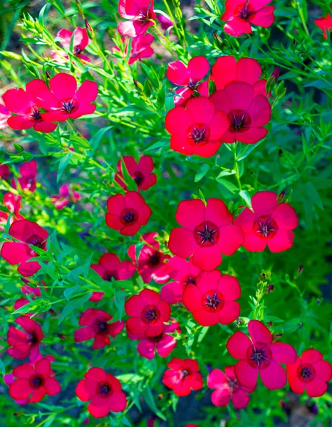 Fondo Floral Flores Lino Field Flowers Rojo Lino — Foto de Stock