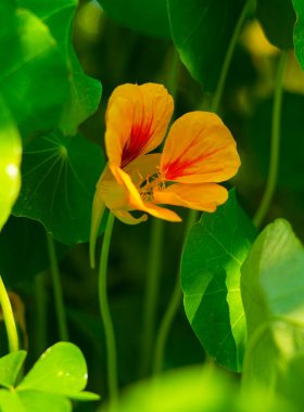 Nasturtium çiçekleri. Nasturtiyumun güzel çiçekleri. Bahçedeki Nasturtium bitkileri.