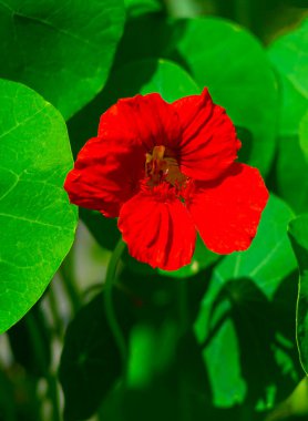 Nasturtium çiçekleri. Nasturtiyumun güzel çiçekleri. Bahçedeki Nasturtium bitkileri.