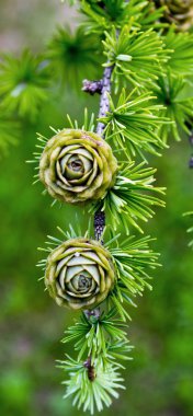 spruce branch with cones clipart
