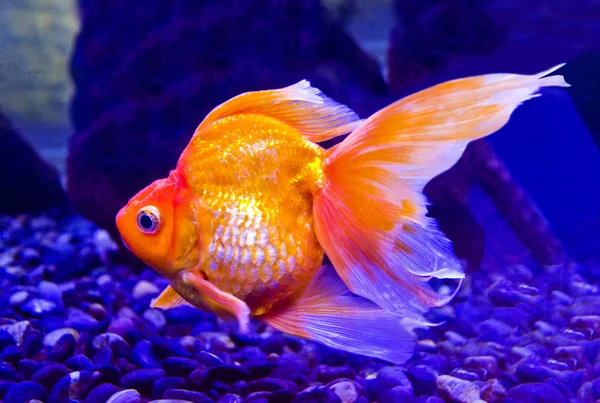 Carpa de peixe dourado de aquário — Fotografia de Stock