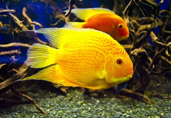 Цихлазома риби — стокове фото