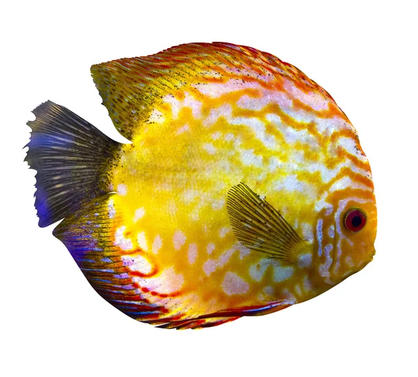 Discus balığı — Stok fotoğraf