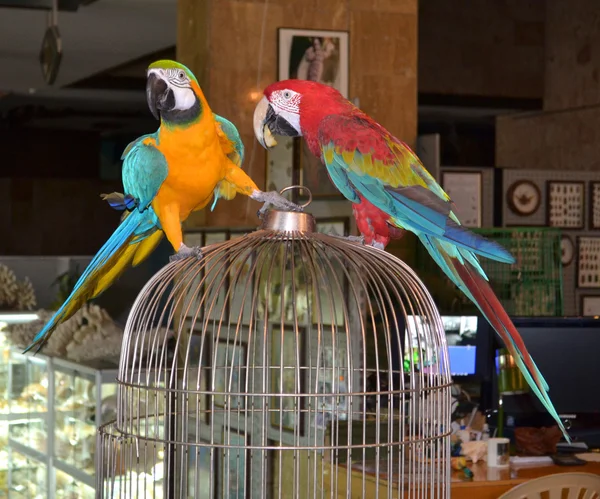 Two parrots — Stock Photo, Image