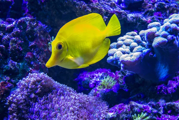 해양 수족관 물고기 폭스 — 스톡 사진