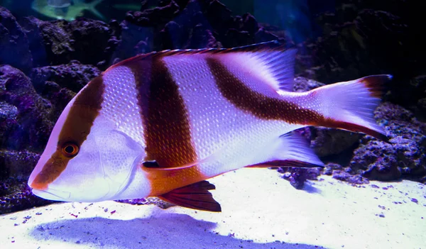 Peces de acuario — Foto de Stock