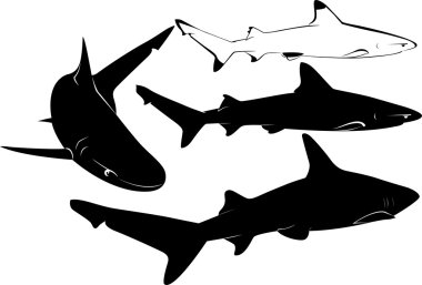 köpekbalığı Silhouettes