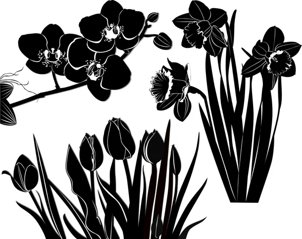 Silhouette di tulipani, narcisi e orchidee — Vettoriale Stock