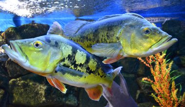 Cichla orfoz balıklar