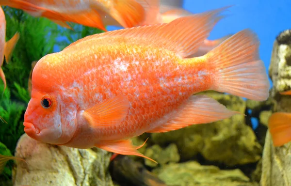 Goldfish — Stock Photo, Image